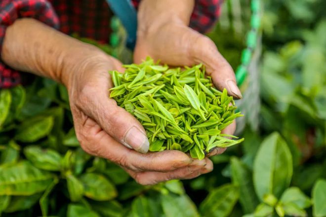 品平阳黄汤 茶香养胃，玉米甜香，地理标志认证的醇厚之选