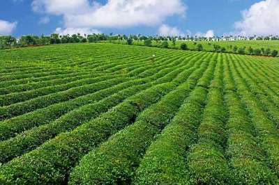 2022关键之年 打造楚茶品牌，助推农产品与茶叶产业升级