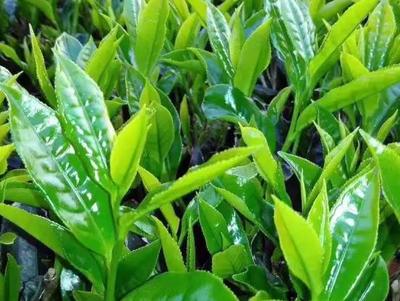 大洋炒茶 揭阳揭西县的绿色瑰宝，品味潮汕茶香