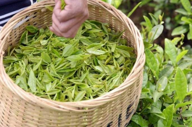 有机茶 农业新星，健康消费的未来蓝海