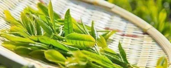 茶叶的农产品属性及其在农业经济中的地位