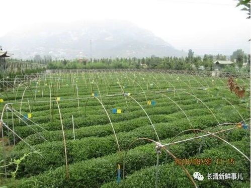 长清绿茶荣获全国名特优新农产品 一杯茶香里的乡村振兴梦