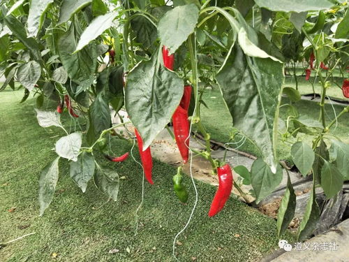 遵义农产品加工业亿元以上企业数量及茶产业发展分析